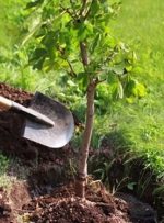 سپاه یک میلیارد درخت می کارد/ ۳۰۰۰ اصله بلوط جوان به جنگل‌های زاگرس باز می‌گردند