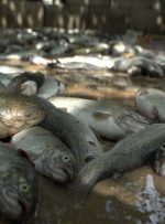 بارش ها ۳۰ میلیاردتومان به مزارع پرورش ماهی کهگیلویه وبویراحمد خسارت زد