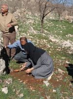 نهال کاری در ۱۰ هکتار از اراضی ملی دشتک دیل گچساران انجام شد