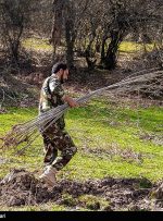 کاشت ۱۵ میلیون درخت در کهگیلویه و بویراحمد