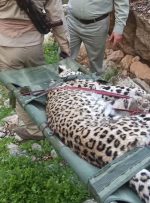 کشف لاشه یک توله پلنگ در گچساران+ تصاویر