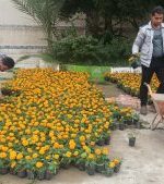 آغاز عملیات گلکاری فضاهای سبز دوگنبدان در آستانه نوروز و بهار