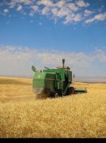 ۱۱ مرکز تضمینی خرید گندم در کهگیلویه و بویراحمد راه‌اندازی شد