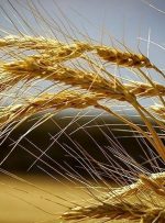 قیمت خرید تضمینی گندم ۱۵ هزار تومان شد