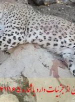آیا یک قلاده پلنگ ایرانی دیگر در دنا تلف شد؟