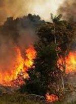 آتش سوزی کوه نارک گچساران مهار شد