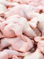 رشد ۱۲۰ درصدی جوجه‌ریزی مرغ و   کسب رتبه دوم کشوری