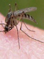 ابتلای ۲۰ نفر به مالاریا در جاسک/اتباع خارجی عامل انتقال