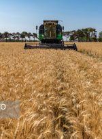 قیمت خرید تضمینی گندم چه زمانی اعلام می‌شود؟