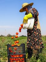 ویروسی شدن مزارع گوجه فرنگی کلاچوی کهگیلویه