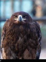 نجات عقاب خوش‌شانس توسط راهدار کهگیلویه و بویراحمدی + تصویر