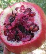 توضیحات مدیر جهاد کشاورزی بویراحمد در خصوص کرم گلوگاه انار» در باغات کوشک