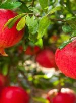 غرفه‌هایی با طعم و مزه انار در پانزدهمین جشنواره انار بادرود+تصاویر