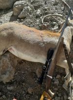 قاتل «کل بزهای» دنا دستگیر شد/ ضبط دومین اسلحه مرگبار حیات وحش