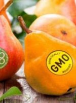 مصوبه مجلس؛ کشت هرگونه محصول تراریخته در کشور ممنوع شد