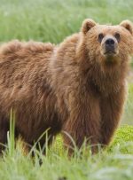 مشاهده ۳ قلاده خرس قهوه‌ای در یکی از کوه‌های کهگیلویه وبویراحمد