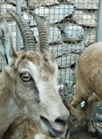 ماجرای ۳ راس کل و بز وحشی زنده در یک دامداری گچساران