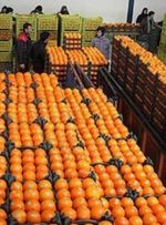پایان حکومت دلالان میوه و مرکبات در باشت! پایان حکومت دلالان میوه و مرکبات در باشت!