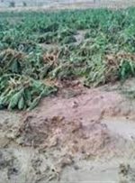 باران‌های سیل آسا ۶۲ میلیارد ‌به کشاورزی کهگیلویه و بویراحمد خسارت زد‌