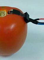 اختراع جالب دانشمندان: حسگر زیست‌‌تخریب‌پذیری که سلامت مواد غذایی را تشخیص می‌دهد