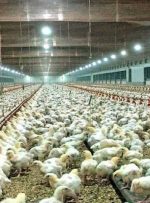 مرغ نوروز و ماه رمضان کهگیلویه وبویراحمد تامین است