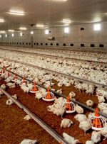 بازگشت ۱۰ واحد پرورش مرغ راکد به چرخه تولید بازگشت ۱۰ واحد پرورش مرغ راکد به چرخه تولید