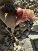 شناسایی و دستگیری شکارچی حرفه‌ای دنا