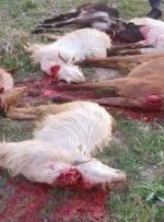 بحران در دیشموک / ابتلای بیش از ۴۰ نفر به تب مالت / مردم برای کشتار همکاری نمی کنند / چرخه دام های آلوده ادامه دارد / دولت فکری به حال خسارات وارده به دامدار کند / توصیه مسئولان به دامدار برای کاهش خسارت و ضرر بحران در دیشموک / ابتلای بیش از ۴۰ نفر به تب مالت / مردم برای کشتار همکاری نمی کنند / چرخه دام های آلوده ادامه دارد / دولت فکری به حال خسارات وارده به دامدار کند / توصیه مسئولان به دامدار برای کاهش خسارت و ضرر