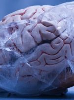 محققان چینی مغز منجمدشده انسان را دوباره زنده کردند