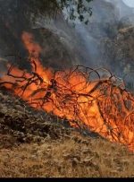 عامل انسانی؛ علت اصلی آتش‌سوزی ‌جنگل‌ها و مراتع