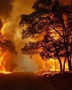 عامل آتش سوزی کوهبرد کهگیلویه شناسایی و دستگیر شد عامل آتش سوزی کوهبرد کهگیلویه شناسایی و دستگیر شد