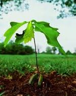 کاشت بذر بلوط در منطقه حفاظت شده کوه سرخ گچساران