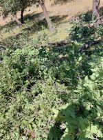 نابودی درختان چندین صد ساله بلوط در یاسوج