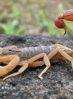 تلاش ها برای نجات جان کودک عقرب زده در شهرستان “لنده” ناکام ماند